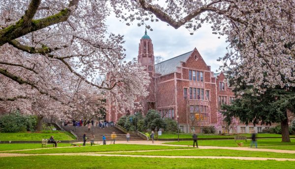 Cherry trees in full bloom at the University of Washington campus Cherry trees in full bloom at the University of Washington campus